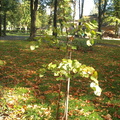Dzik na Kosynierów